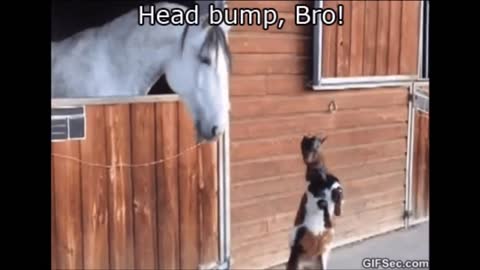 funny clip0222