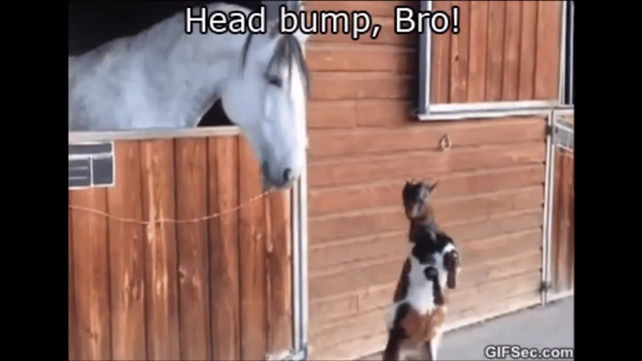 funny clip0222