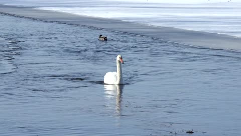 Swan Bird River Nature Wildlife Animal