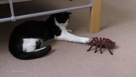 Cat Vs Giant Spider (Tarantula) RC