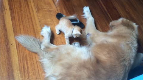 Dog and kitten share incredible bond