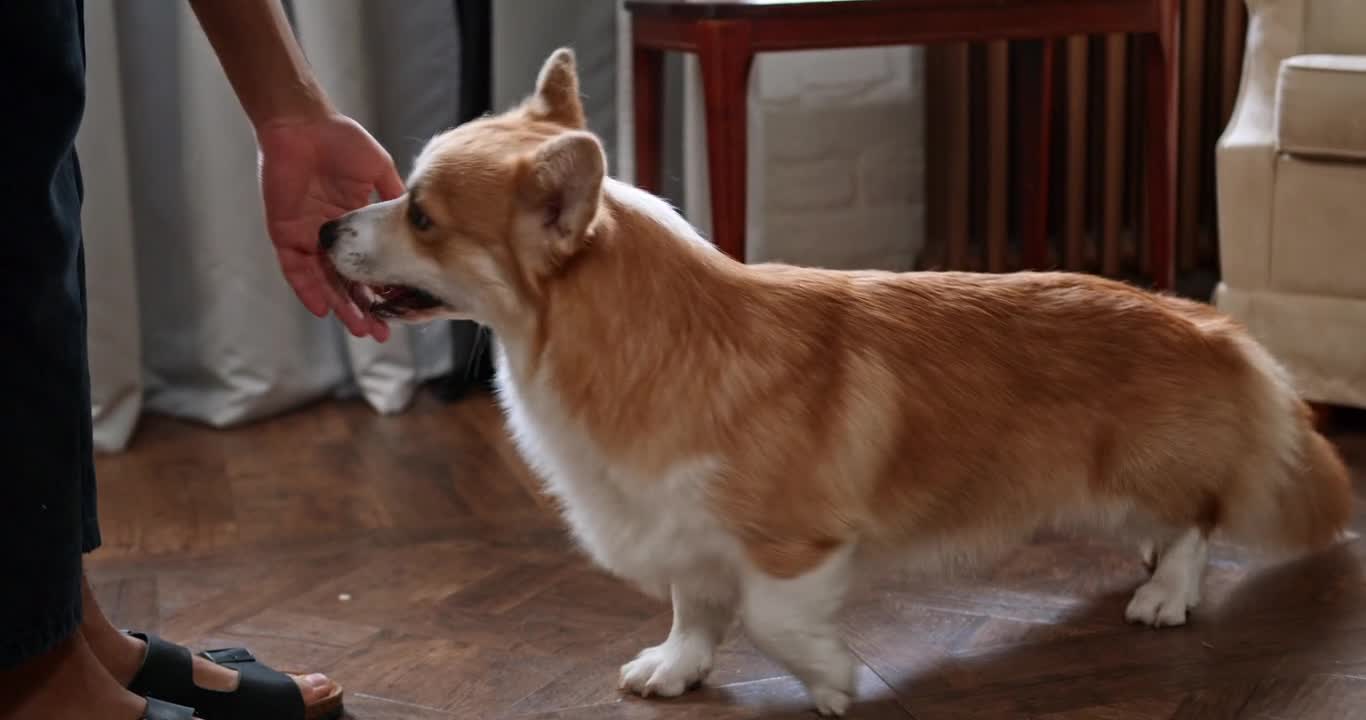 A dog play with his owner.😍😍