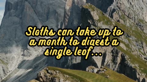 Animal Facts Sloth's Slow Digestion #shorts