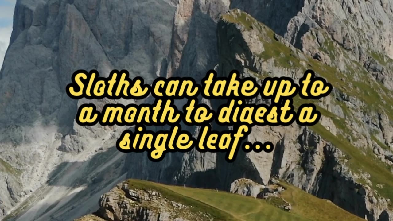 Animal Facts Sloth's Slow Digestion #shorts