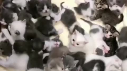 Little friends united