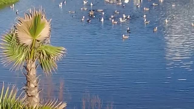 A group of rare pigeons dance