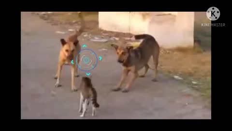 Cat vs dog video