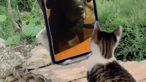 FUNNY CAT LOVE THIS 😻