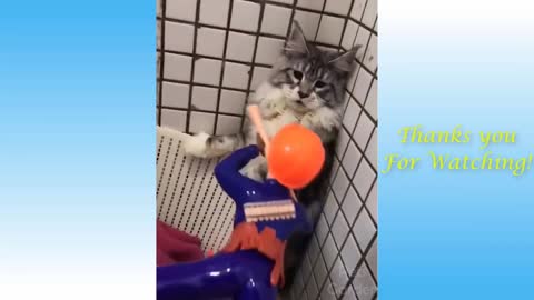 Funny Cats and Kittens Compilation