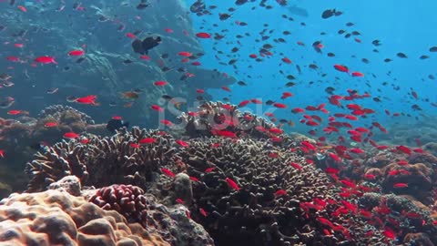 stunning sea corals if you are close