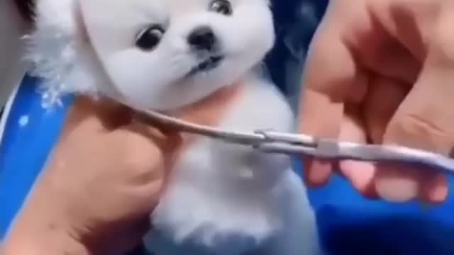 I am trapped 😪funny animal dubmalayalam fun dubcomedy dubbing network
