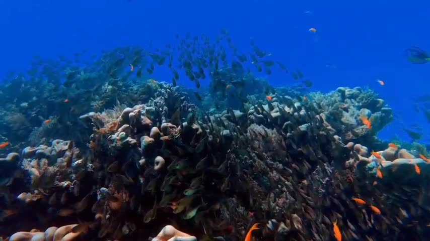 Sharks swim in a circle. A beautiful background. Slow motion. Under water