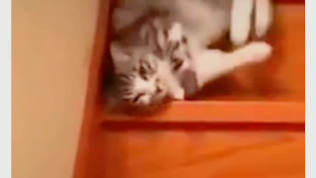 Cat Funny videos