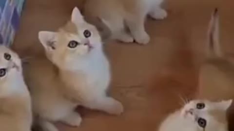 Cute Cats . Cat Videos Compilation ..Funny Cats