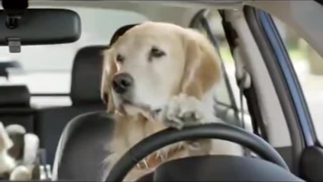 Perro conduciendo se hace viral