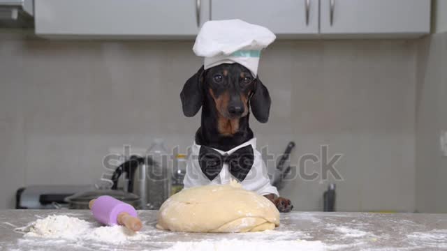 Dachshund is going to bake pie,