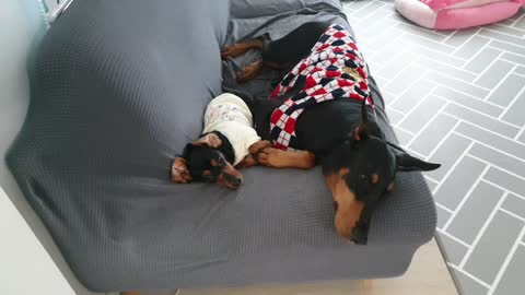 A Good friend of Dachshund and Doberman