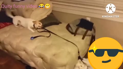 Funny video dogs and cats 😀.