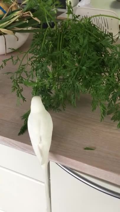 Budgie Exploring The Kitchen