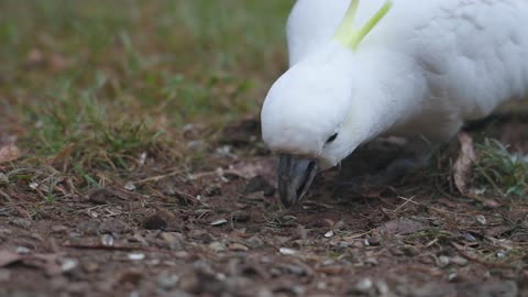 Cockatoo's