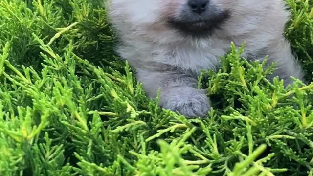 cute dogs | #short | #funniest | #cute