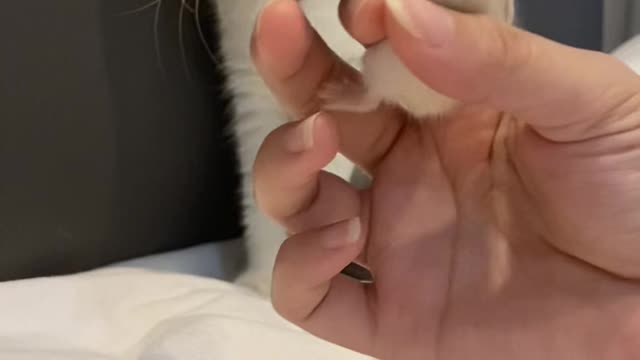 Kiyowok ðŸ˜ðŸ¥² #cat #cutecat #catoftiktok #catlover