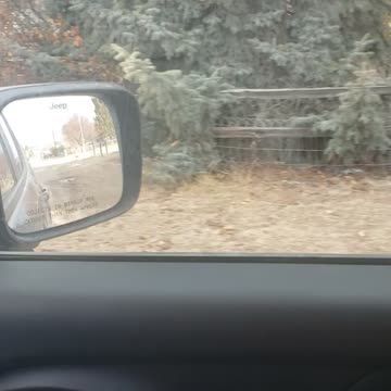 Wild life in our yard