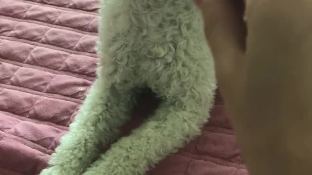 puppy playing with hair pin