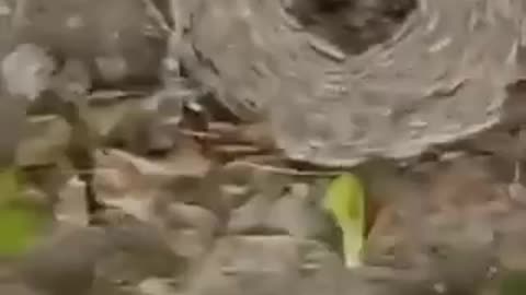 November 28, 2022 Phenomenon or Biblical Signs