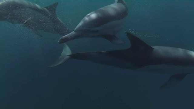 Amazing dolphin video