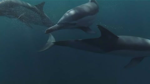 Amazing dolphin video