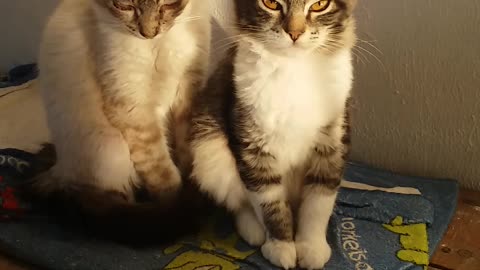 Gatinhos pose de estátua