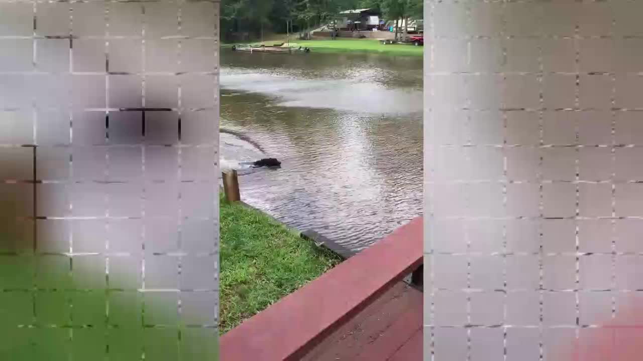 Dogs panic when owner swings out and falls into lake