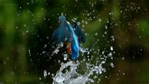Kingfisher