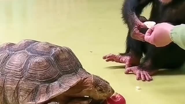 Funny monkey and Tertaral videos , funny monkey fights