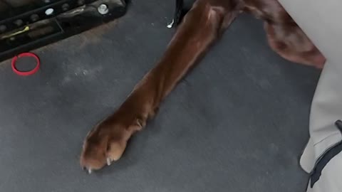 chocolate lab sleeper birth