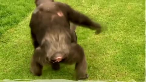 Funny clip of 2 monkeys slapping each other😂