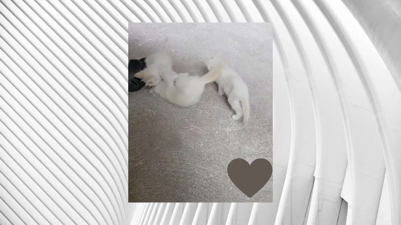 Kitten Are Playing πΊπ