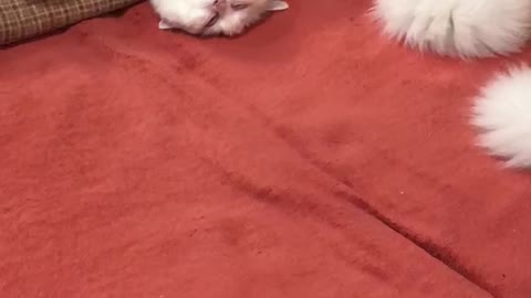 So sleepy cats number two