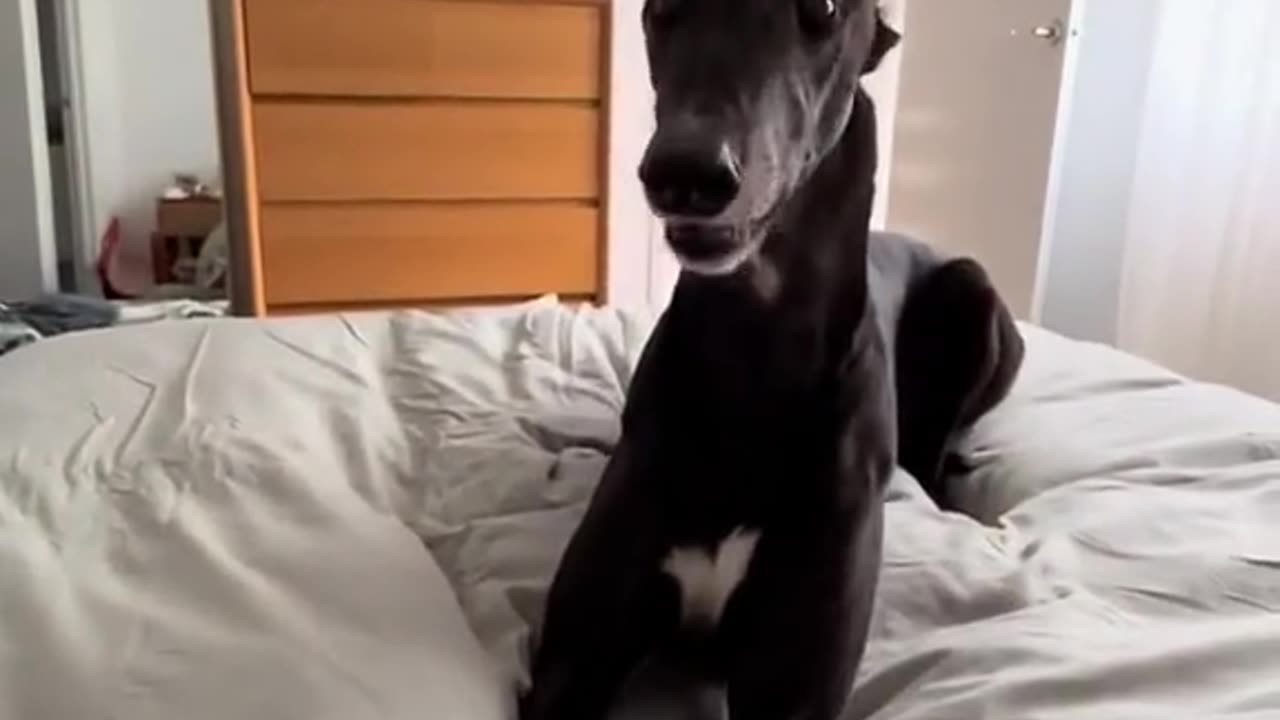 Cute Dog Video!