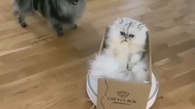 Cute cat vs cute dog The dog soaking😮( AWW🤣🤣🤣)