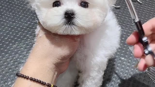 Fly ear than bear