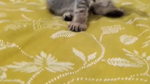 Funny kitten video