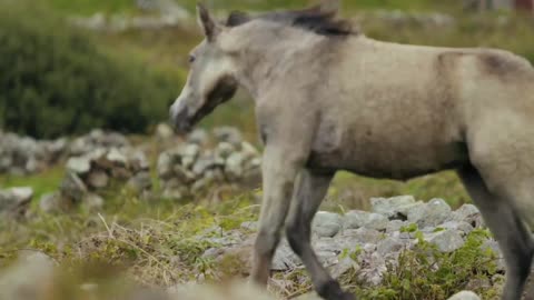 Horse Running On Grassland