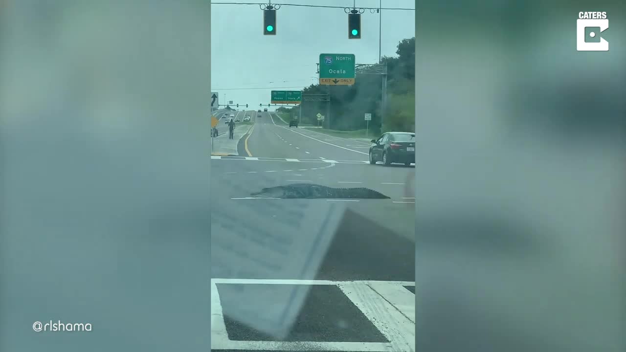 Alligator Walks Across Busy Traffic Junction