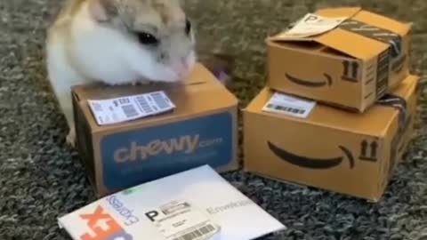 Amazon delivrer hamster