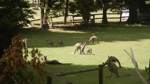 Cute kangaroo 🦘