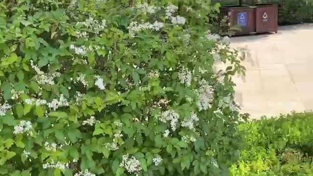 The streets of the park, with beautiful green plants, are actually too beautiful