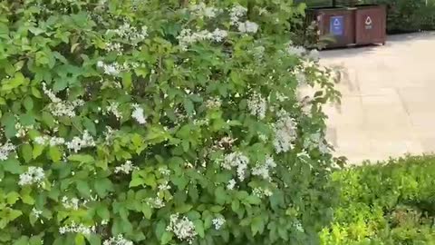 The streets of the park, with beautiful green plants, are actually too beautiful