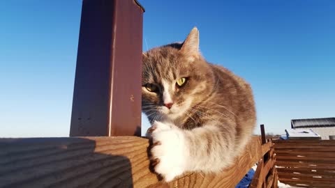 The cat playing with in wood wall